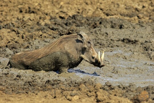 Warthog (Phacochoerus aethiopicus), adult, having a mud bath, Kruger National Park, South Africa