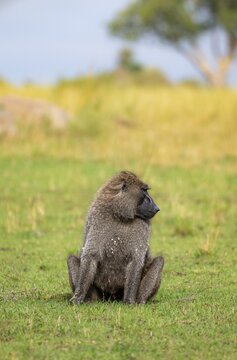 Anubis baboon or green baboon (Papio anubis) sitting in the grass, male, Murchison Falls National Park, Western Region, Uganda
