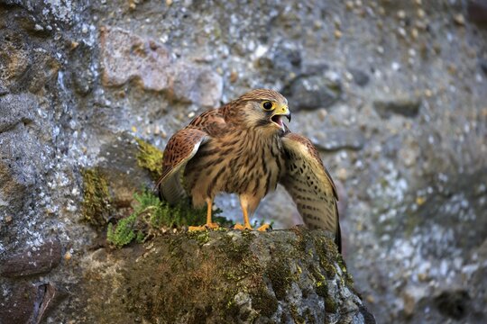 Common kestrel (Falco tinnunculus), adult on rock, spreading wings, calling, Kasselburg, Eifel, Germany