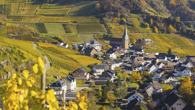 Vineyards in autumn, Mayscho&szlig; with parish church, red wine growing region Ahrtal, red wine of the Pinot Noir and Portugieser grape is grown here, Eifel, Rhineland-Palatinate, Germany