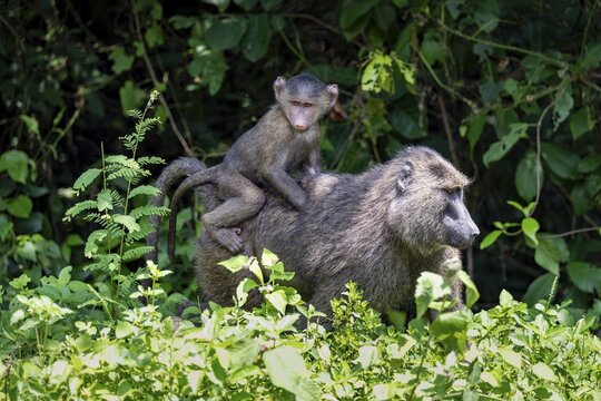 Anubis baboon or green baboon (Papio anubis), young animal sitting on the mother's back, Murchison Falls National Park, Western Region, Uganda