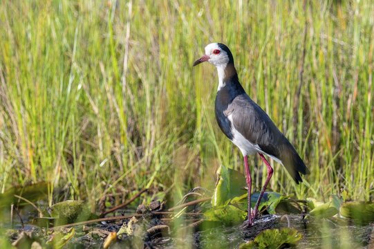 Long-toed Lapwing (Vanellus crassirostris), bird on the shore, Mabamba Swamp, Lake Victoria, Uganda