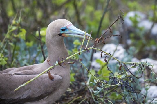 Red-footed Booby (Sula sula) in red mangrove, Genovesa Island, Galapagos, Ecuador
