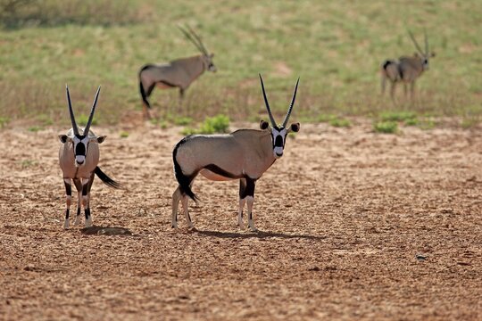 Gemsboks (Oryx gazella), adult pair, Tswalu Game Reserve, Kalahari Desert, North Cape, South Africa