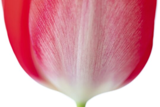 Pink tulip flower, detail, cut, Germany