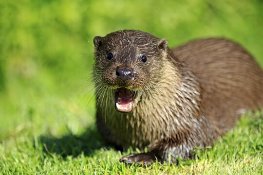 European Otter (Lutra lutra), adult, yawning, Surrey, England, United Kingdom