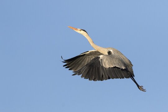 Grey Heron (Ardea cinerea) in flight, Hesse, Germany