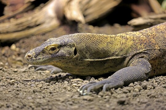 Komodo dragon or Komodo monitor (Varanus komodoensis), adult, native to Indonesia, captive