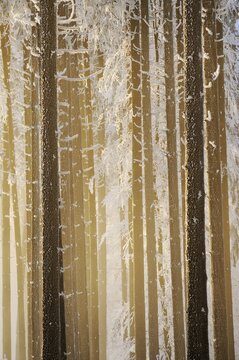 Forest with white frost