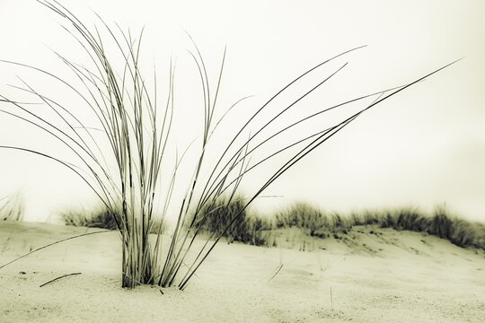 Marram Grass on sand, Rantum, Sylt Island, Germany