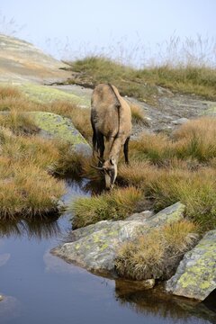 Chamois (Rupicapra rupicapra) drinking water from a small mountain lake, Valais, Switzerland, Europe