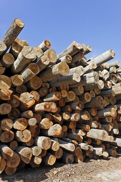 Woodpile, beech logs, Austria, Europe