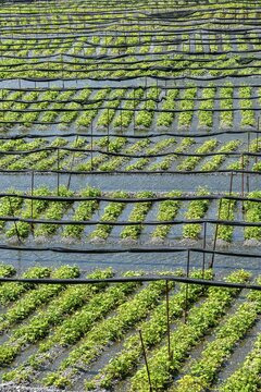 Rows of Wasabi plants in water, Wasabi cultivation, Daio Wasabi Farm, Nagano, Japan