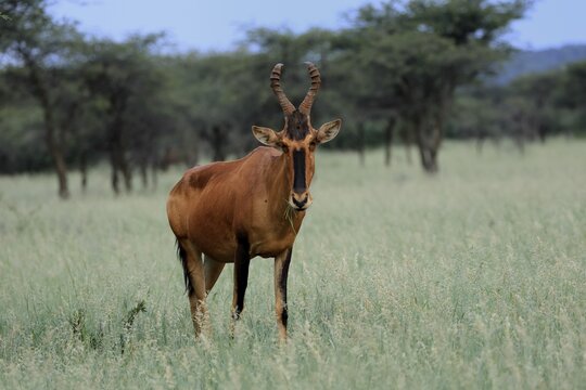 Red hartebeest (Alcelaphus buselaphus caama), Kaama, adult, alert, feeding, Mokala National Park, Northern Cape, South Africa