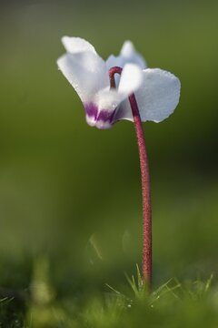 Early spring cyclamen (Cyclamen coum), Emsland, Lower Saxony, Germany