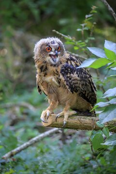 Eurasian eagle-owl (Bubo bubo), adult on lookout, hooting, Kasselburg, Eifel, Germany