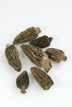 Morels / (Morchella conica)