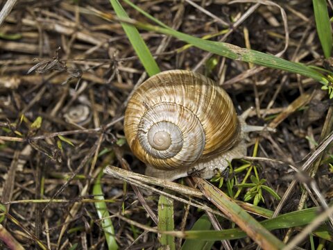 Burgundy- or Edible Snail (Helix pomatia)
