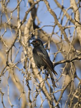 Pale-winged Starling (Onychognathus nabouroup) in the Waterberg National Park, Namibia, Africa