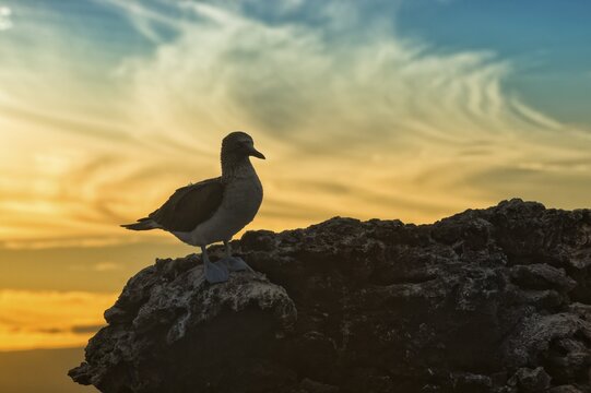 Galapagos Blue-footed Booby (Sula nebouxii excisa) at sunset, Elisabeth Bay, Isabela Island, Galapagos, Ecuador