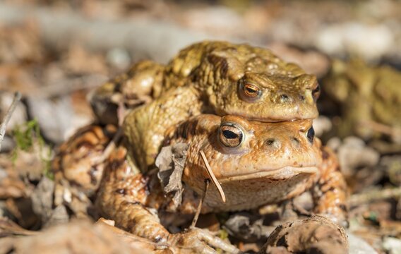 Common toads (Bufo bufo) mating in foliage, mating season, Stallauer Weiher, Bavaria, Germany