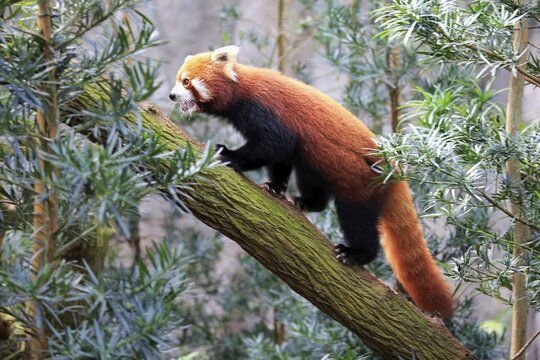 Red panda (Ailurus fulgens), adult, climbing on tree, captive, native to Asia