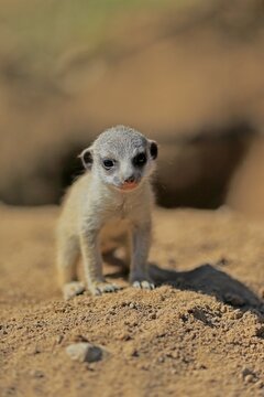 Meerkats (Suricata suricatta), young animal, alert, captive