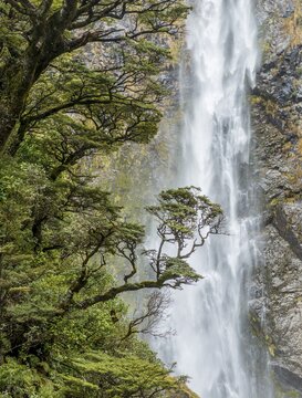 Branch of a tree in front of waterfall, Devils Punchbowl Falls, Arthur's Pass, Canterbury Region, Southland, New Zealand