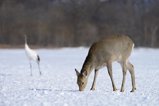 Hokkaido sika deer, Spotted deer or Japanese deer (Cervus nippon yesoensis), foraging for food in the snow, Shitsugen Nationalpark, Kushiro, Hokkaido, Japan