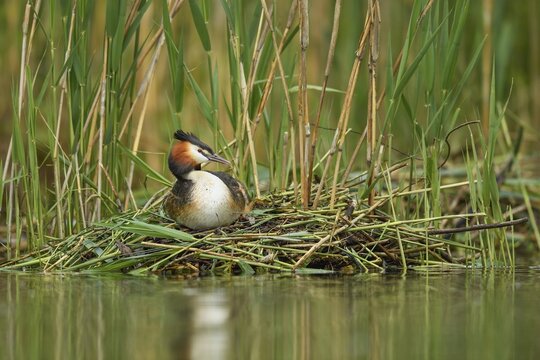 Great crested grebe (Podiceps cristatus), sitting on nest while breeding, Lake Lucerne, Canton Lucerne, Switzerland