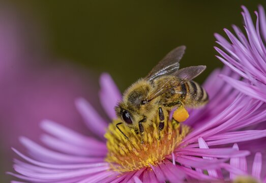 Honey bee (Apis mellifera) on Asterflower (Aster), Berndorf, Lower Austria, Austria