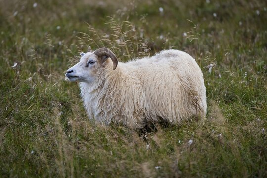 Sheep, Reykjanesskagi, Southern Peninsula or Reykjanes, Iceland