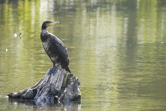 Great cormorant ( Phalacrocorax carbo) stands on dead wood in water, Hesse, Germany