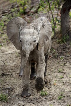 African elephant (Loxodonta africana), young animal running, Sabi Sand Game Reserve, Kruger National Park, South Africa