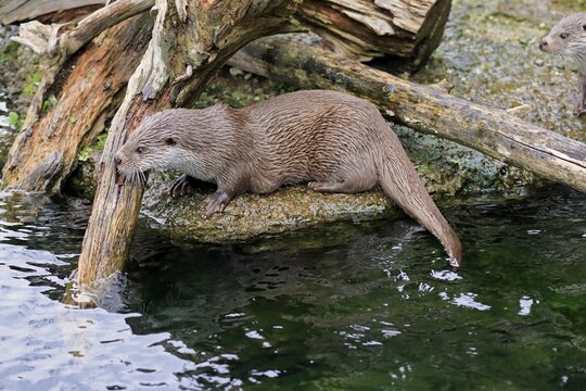 European otter (Lutra lutra), adult, at the water, captive, Austria