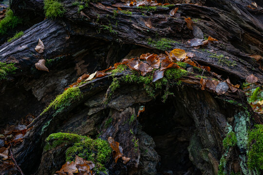 Closeup of fallen leves on ground in autumn.