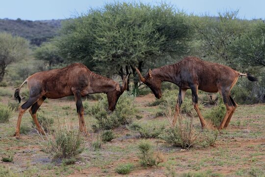 Tsessebe (Damaliscus lunatus), lyrebird, crescent moon antelope, adult, two, threatening, fighting, imposing behaviour, Mokala National Park, Northern Cape, South Africa