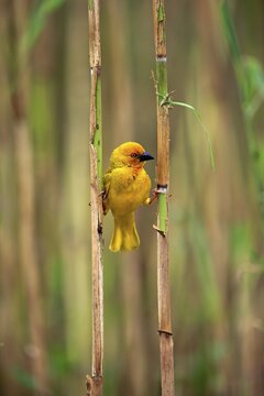 Eastern Golden Weaver, (Ploceus subaureus), adult male on the lookout, starts building the nest, Saint Lucia Estuary, Isimangaliso Wetland Park, Kwazulu Natal, South Africa