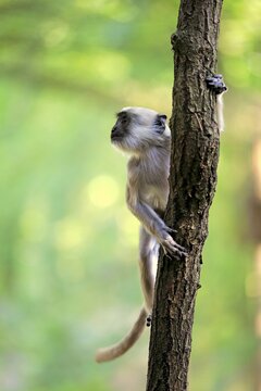 Northern plains gray langur (Semnopithecus entellus), cub climbs on tree, captive
