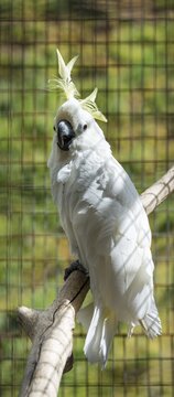 Sulphur-crested Cockatoo (Cacatua galerita), in a cage, captive