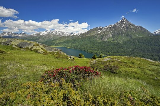 View from Piz da la Margna, blooming Rusty-leaved alpenroses (Rhododendron ferrugineum) , in the back Piz Corvatsch at Lake Sils, Maloja, Upper Engadin, Canton Graub&uuml;nden, Switzerland