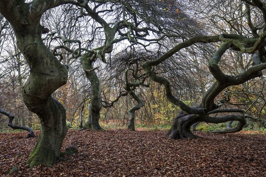 S&uuml;ntelbuchen (Fagus sylvatica), cripple beeches, Hexenwald, Semper Forest Park, near Lietzow, R&uuml;gen, Mecklenburg-Western Pomerania, Germany