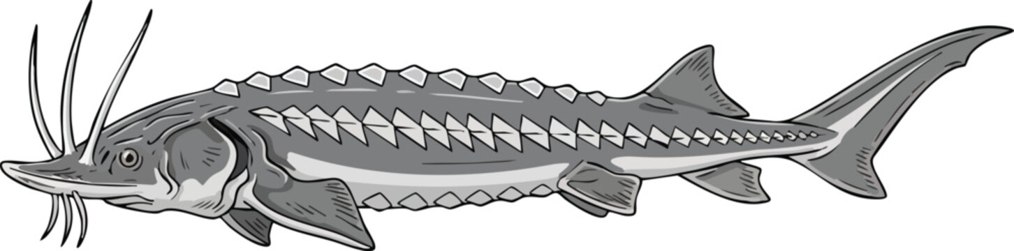 Sturgeon fish illustration with marine life aquatic animal freshwater fish saltwater fish sea creature food source game fish scientific illustration sturgeon ichthyology wildlife