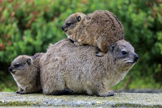 Rock Hyrax (Procavia capensis), female with two young, social behavior, Betty's Bay, Western Cape, South Africa