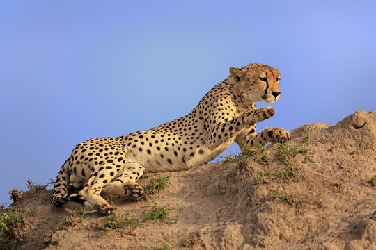 Cheetah (Acinonyx jubatus), adult, alert, observing from hill, Sabi Sand Game Reserve, Kruger National Park, South Africa