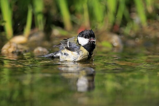 Great tit (Parus major), adult, bathing, in water, garden pond, Rhineland-Palatinate, Germany