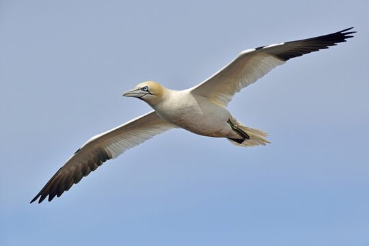 Northern Gannet (Sula bassana), Heligoland, Schleswig-Holstein, Germany