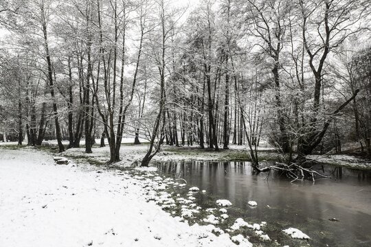 Black alder (Alnus glutinosa) in a snowy floodplain landscape, Emsland, Lower Saxony, Germany