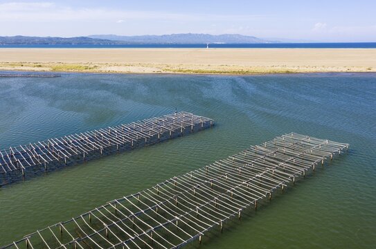 Mussel and oyster farming in the Bahia del Fangar, aerial view, drone shot, Ebro Delta Nature Reserve, Tarragona province, Catalonia, Spain