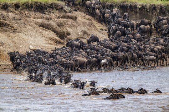 Wildebeest (Connochaetes taurinus) running and swimming in the river, river crossing at the Mara River, Great Migration, Serengeti National Park, Tanzania